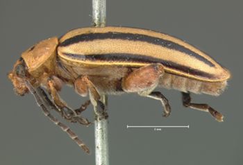 Media type: image; Entomology 18750   Aspect: habitus lateral view